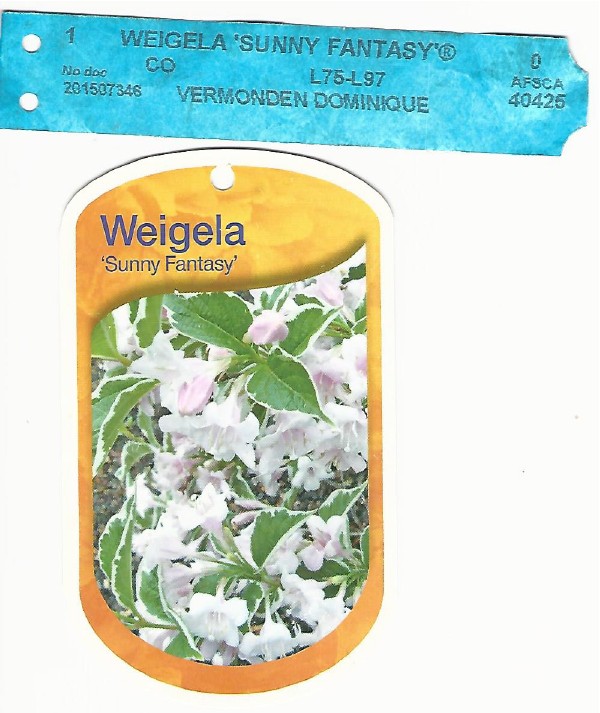 Weigela Sunny Fantasy 0001.jpg